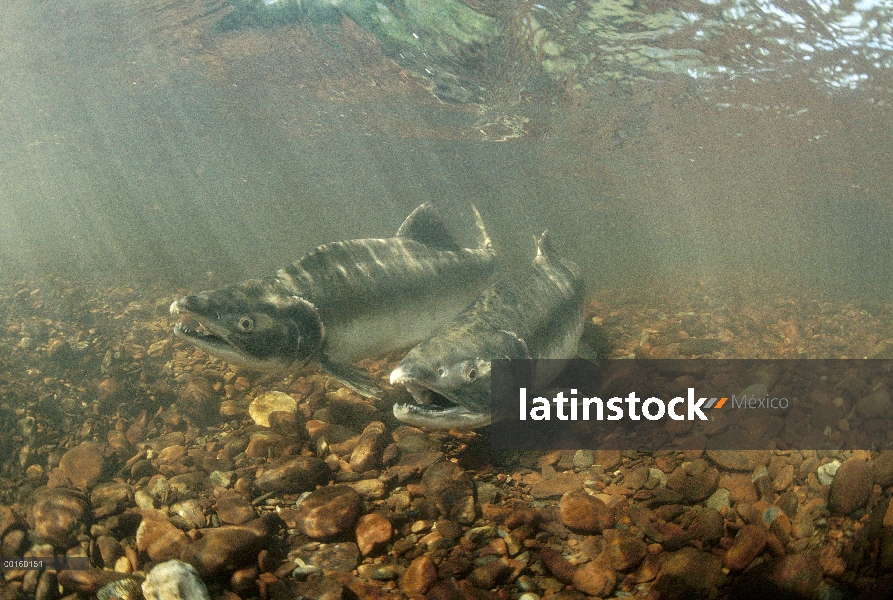 Par de salmón rosado (Oncorhynchus gorbuscha) bajo el agua durante el verano de desove, Alaska