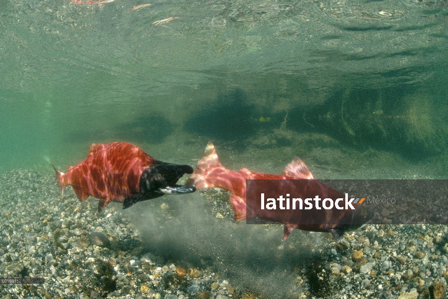 Salmón rojo (Oncorhynchus nerka) par bajo el agua en el otoño, Idaho