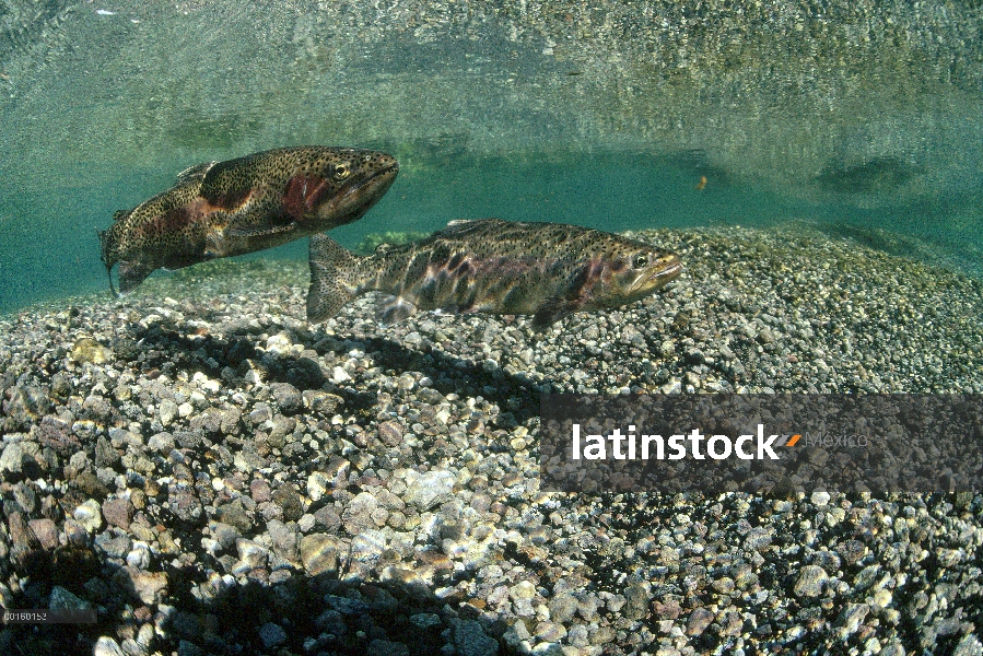 Par de trucha arco iris (Oncorhynchus mykiss) bajo el agua durante la primavera de desove, Idaho