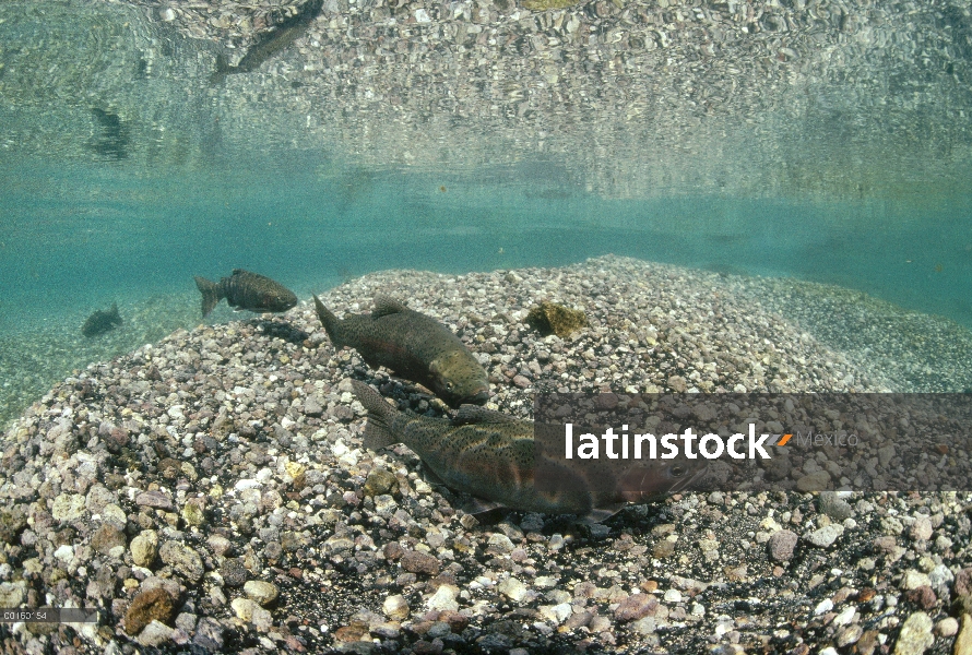 Grupo de trucha arco iris (Oncorhynchus mykiss) bajo el agua en el verano, Fork de Henry del Río Sna