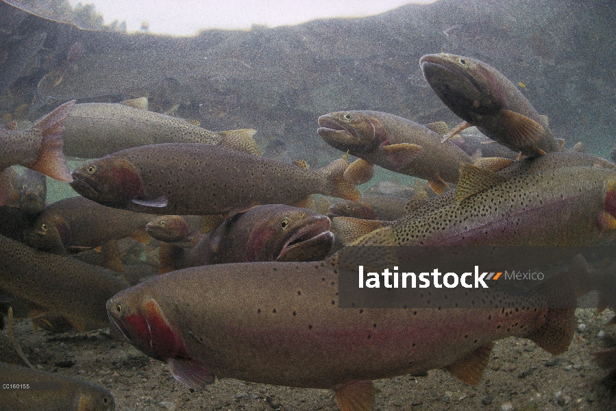 Trucha de cutthroat (clarki de Oncorhynchus) grupo en la primavera, Lake, Idaho de Henry