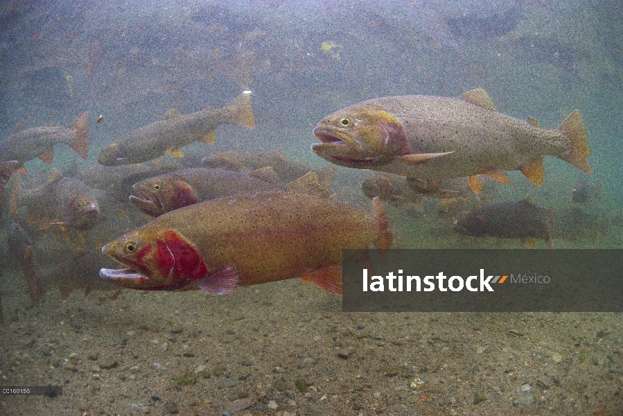 Trucha de cutthroat (clarki de Oncorhynchus) grupo en la primavera, Idaho