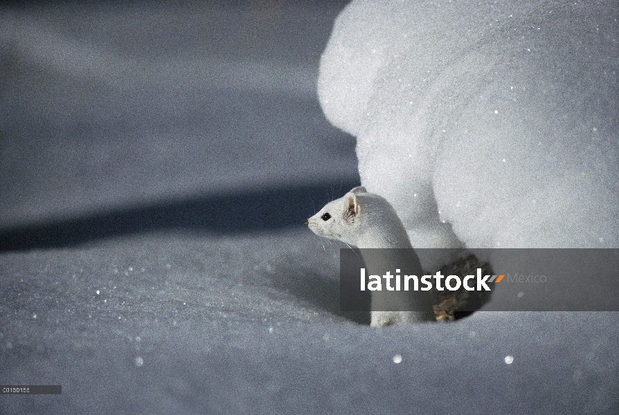 Comadreja de cola larga (Mustela frenata) camuflado en abrigo blanco, Idaho