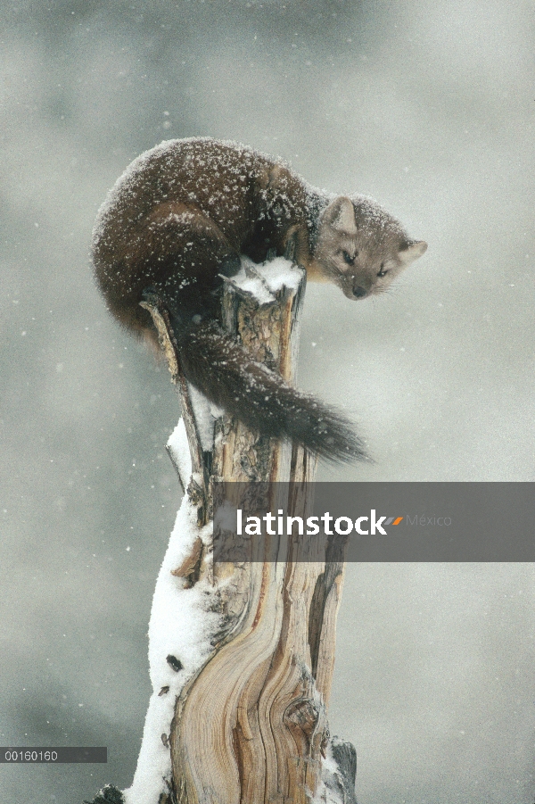 Marta americana (Martes americana) en el árbol durante la Nevada de invierno, Idaho