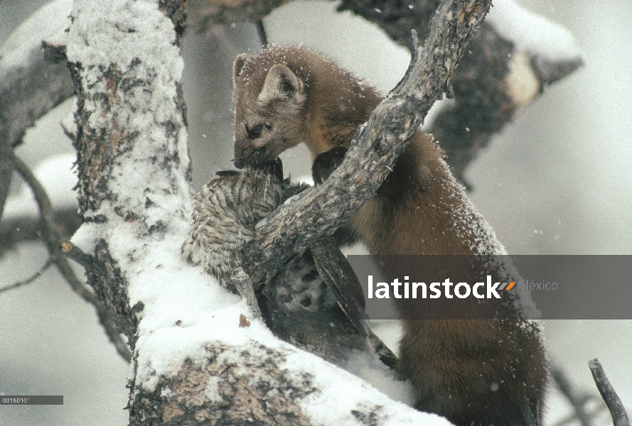 Marta americana (Martes americana) en árbol con capturado Rufo Grouse (Bonasa umbellus) en el invier