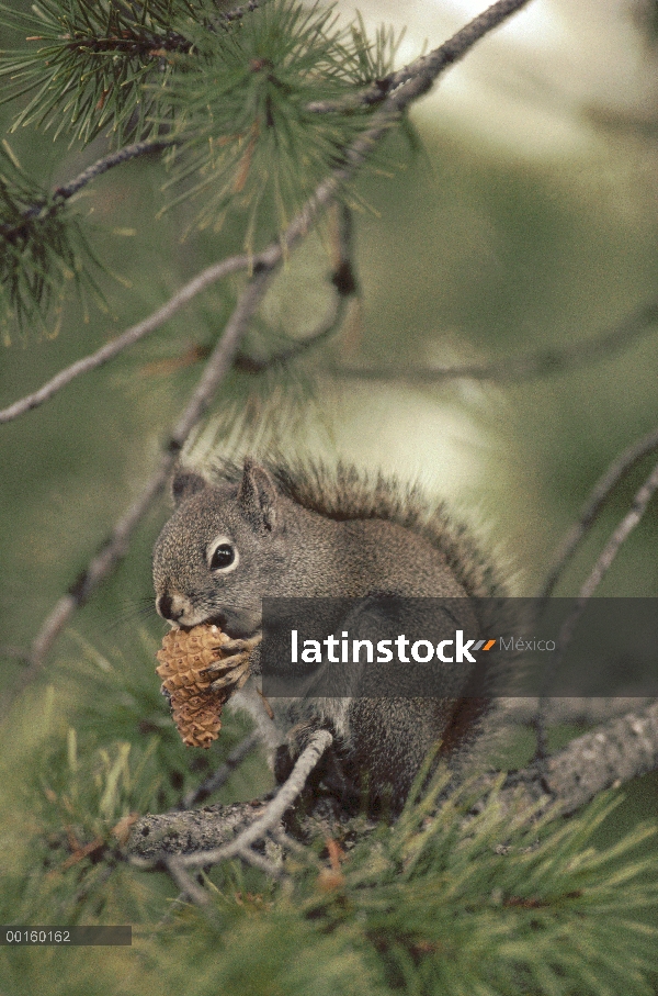 Ardilla roja (Tamiasciurus hudsonicus) alimentándose de piña de pino de Lodgepole (contorta de Pinus