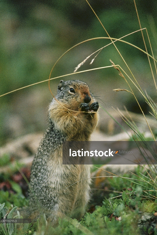 Precolombinos la ardilla (Spermophilus columbianus) alimentándose de cabezas de la semilla seca en e