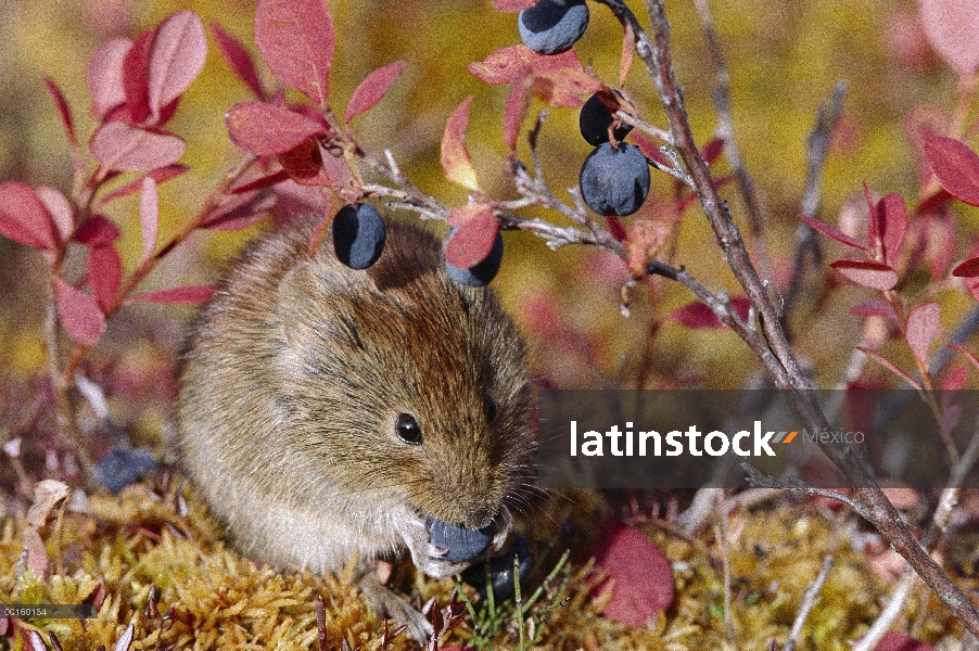 Norte ratón de espalda roja (Clethrionomys rutilus) alimentándose de bayas en otoño, Alaska