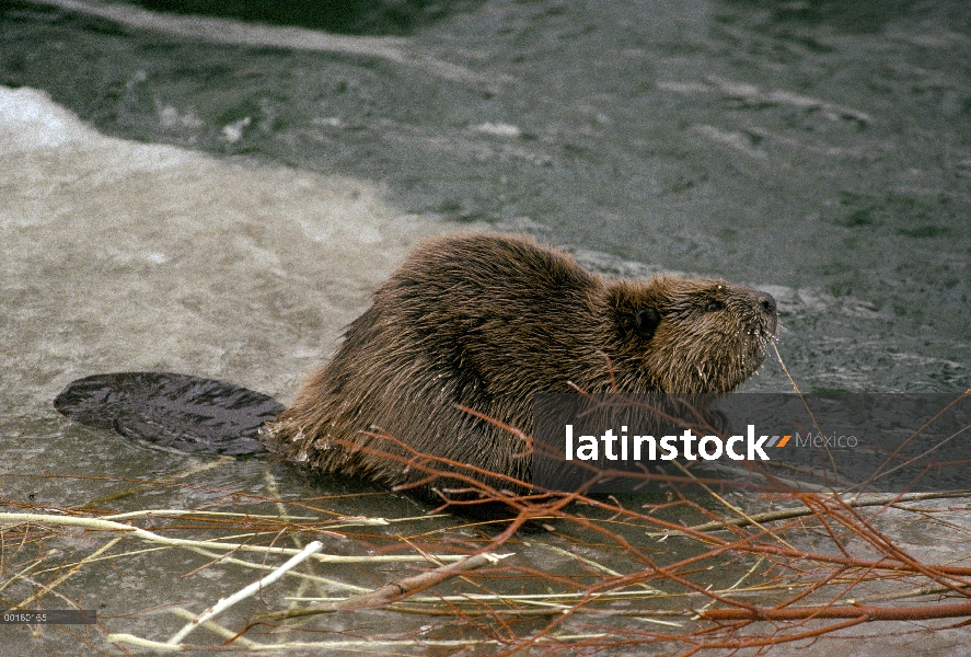 Castor americano (Castor canadensis) masticar ramitas, río Salmon, Idaho