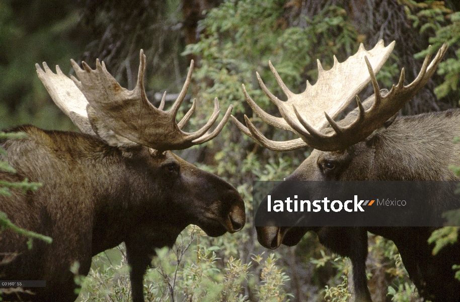 Par de alces de Alaska (Alces alces gigas) de machos enfrentándose en el otoño, Alaska