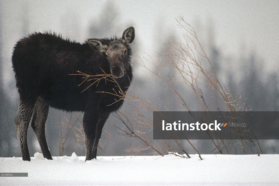 Vaca de los alces (Alces alces shirasi) alimentándose de una rama de sauce en el invierno, Idaho