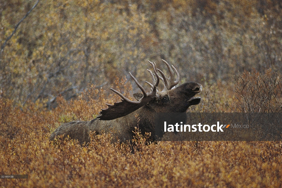 Alce de Alaska (Alces alces gigas) Toro bramando durante temporada de berrea en otoño, Alaska