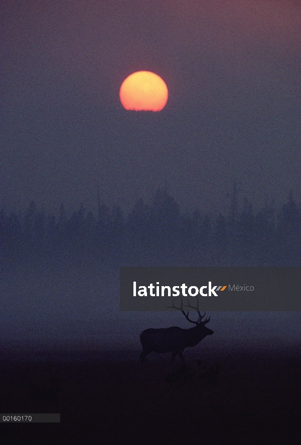 Elk (Cervus elaphus) recorta y sol ajuste en horizonte de humo de incendio de Yellowstone, Parque Na