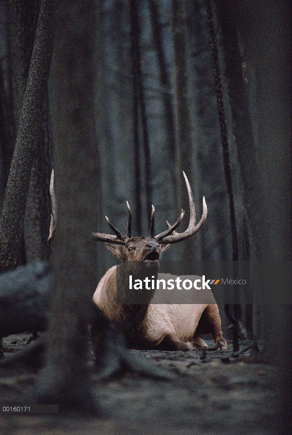 Elk (Cervus elaphus) de Toro descansando en el piso del bosque quemado y bramando, incendio de Yello