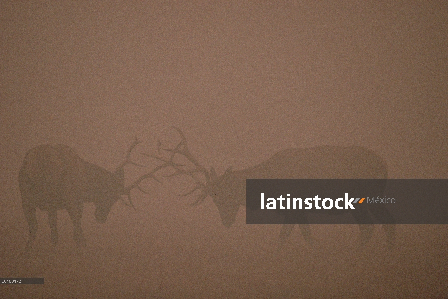 Par de Elk (Cervus elaphus) de toros luchando en humo de Yellowstone del bosque fuego, Parque Nacion