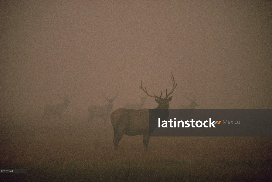 Manada de Elk (Cervus elaphus) y humo de incendio de Yellowstone, Parque Nacional de Yellowstone, Wy