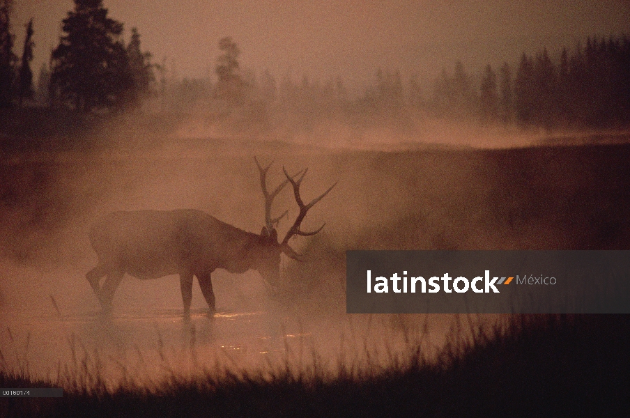 Elk (Cervus elaphus) alimentación en streamside con humo de incendio de Yellowstone, Parque Nacional