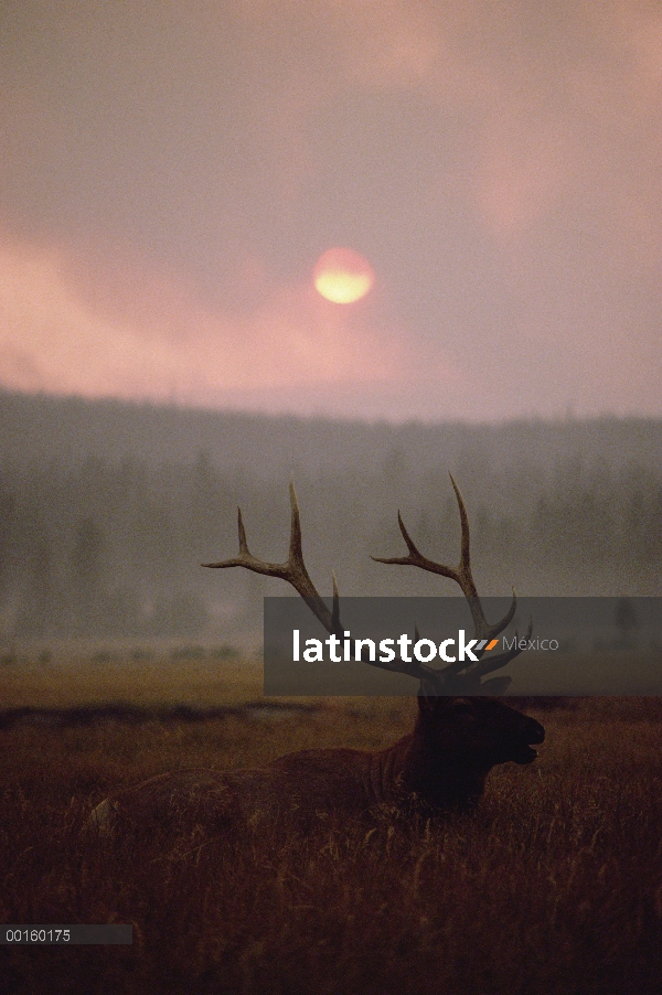 Elk (Cervus elaphus) descansando en la hierba alta con humo de incendio de Yellowstone, Parque Nacio