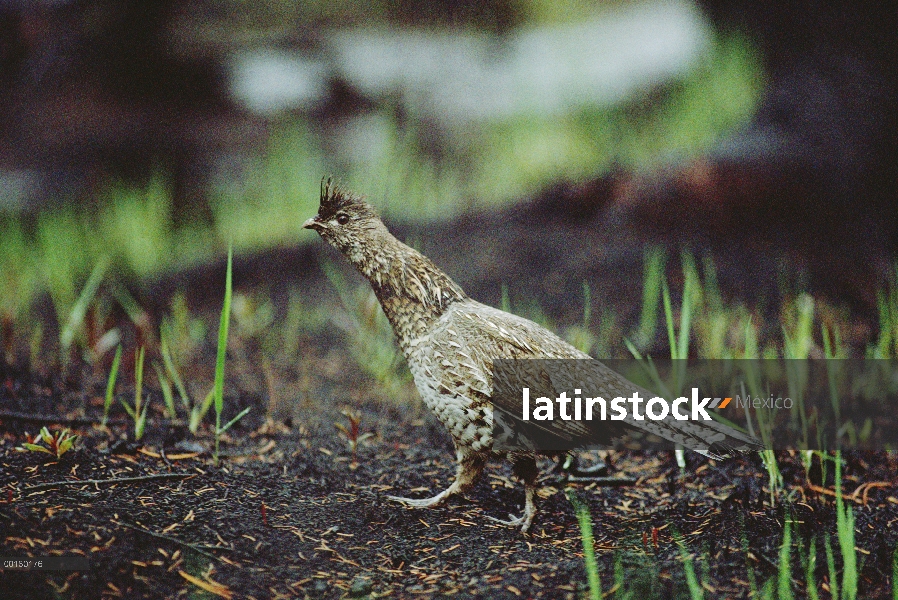 Rufo Grouse (Bonasa umbellus), en el suelo del bosque quemado de fuego, con brotes de nueva vegetaci