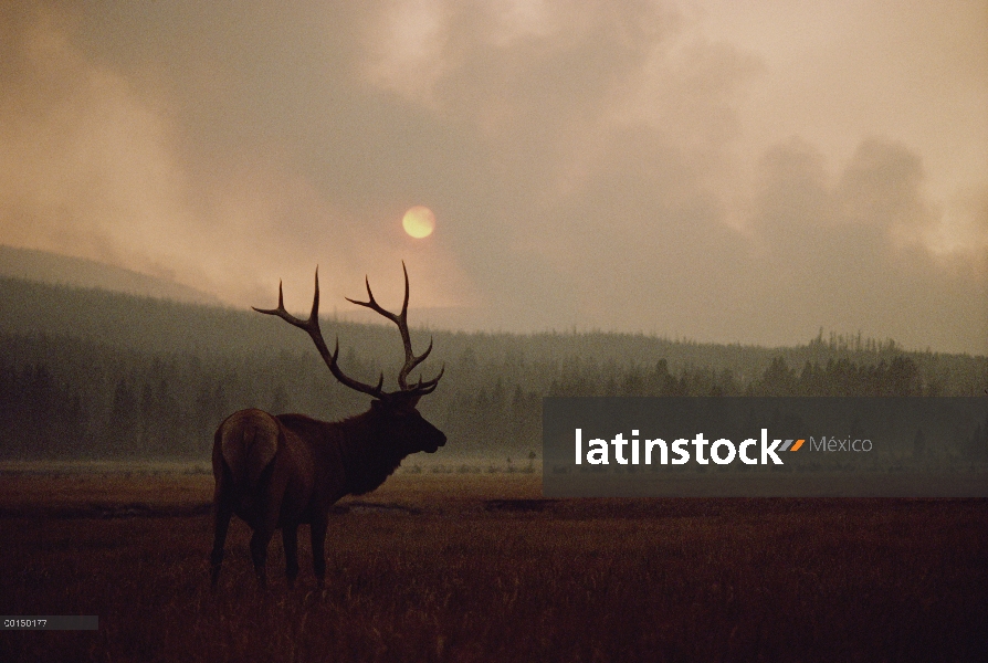 Elk (Cervus elaphus) con humo de incendio de Yellowstone al atardecer, Parque Nacional de Yellowston