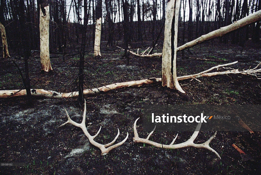 Elk (Cervus elaphus) arrojar las cornamentas tendido en suelo de bosque quemado después de Yellowsto