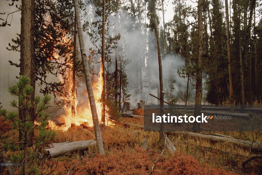 Incendio de Yellowstone, quema de bosque, Parque Nacional de Yellowstone, Wyoming