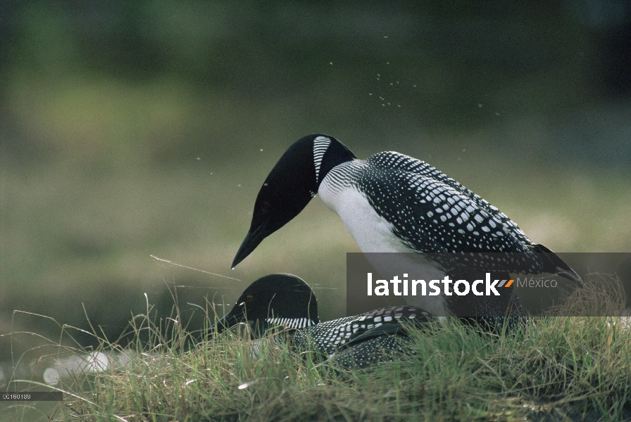 Común pareja de Loon (Gavia immer) en luz Nevada, Wyoming