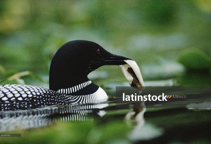 Adulto de Loon (Gavia immer) común lleva la membrana de huevo de su polluelo recién nacido en agua p