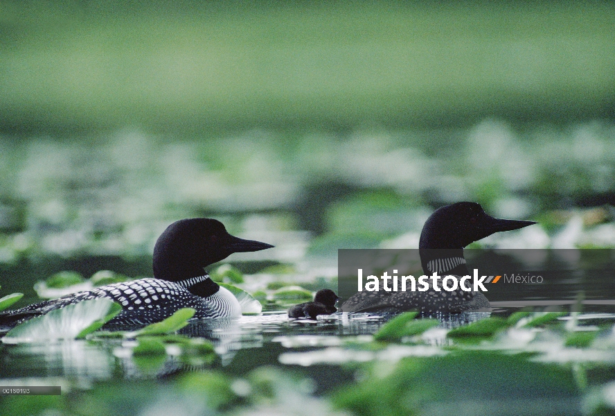 Común Loon (Gavia immer) acopla nadando de par entre las plantas de agua, Wyoming