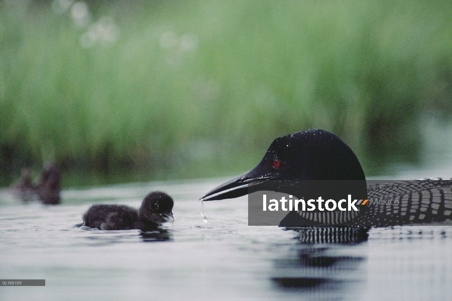 Polluelo de Loon (Gavia immer) común se anima a nadar por su padre, Wyoming