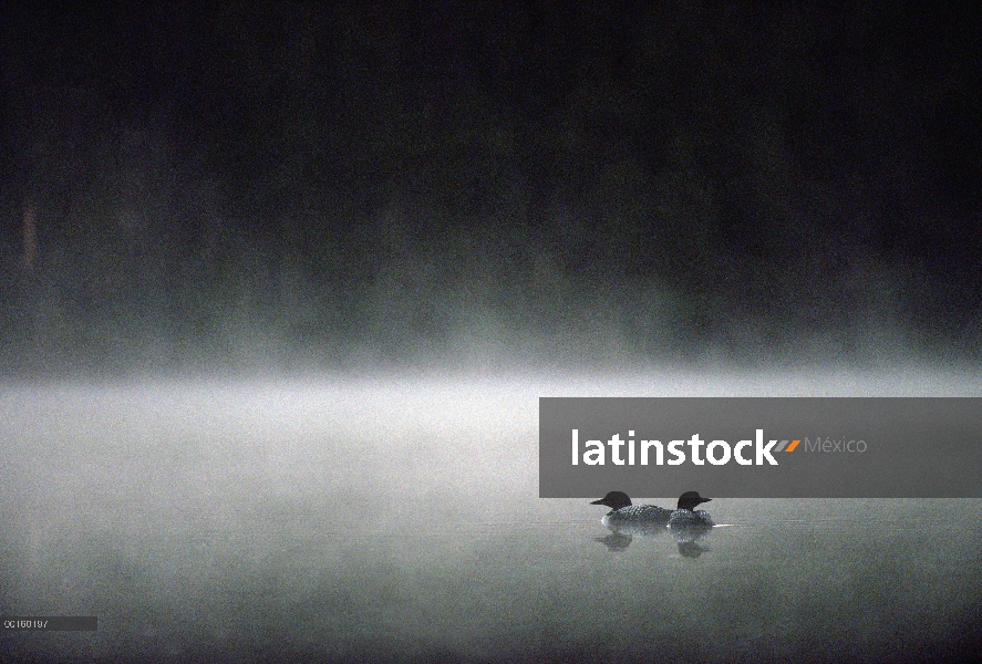 Común Loon (Gavia immer) acoplado par en un brumoso lago, Wyoming