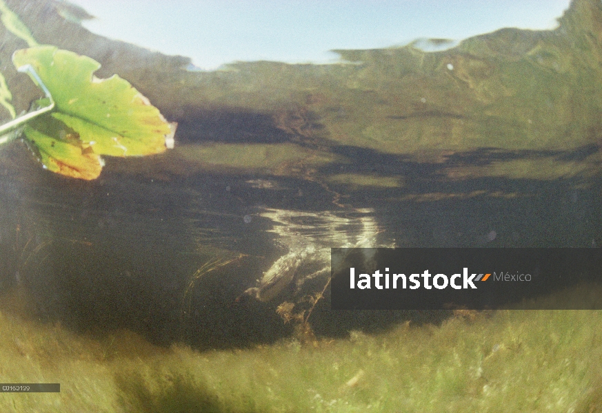 Común adulto Loon (Gavia immer) buceo en busca de un presunto rival, Wyoming