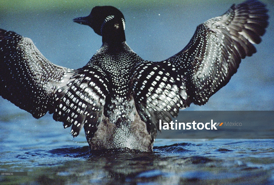 Común adulto de Loon (Gavia immer) en cría el plumaje sacudiendo el agua de sus alas, Wyoming