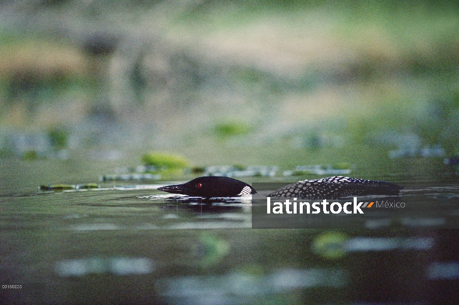 Común adulto Loon (Gavia immer) nadando en la superficie del agua y de su territorio, Wyoming