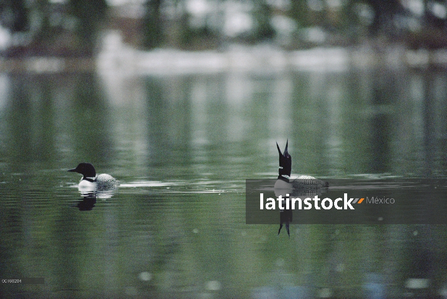 Común Loon (Gavia immer) acoplado pareja tomar un baño tranquilo antes de anidar, Wyoming