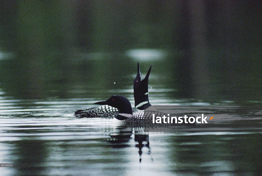 Común Loon (Gavia immer) acoplado pareja tomar un baño tranquilo antes de anidar, Wyoming