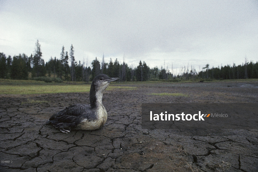 Común Loon (Gavia immer) juvenil queda alto y seco cuando se drena depósito para regar los campos de