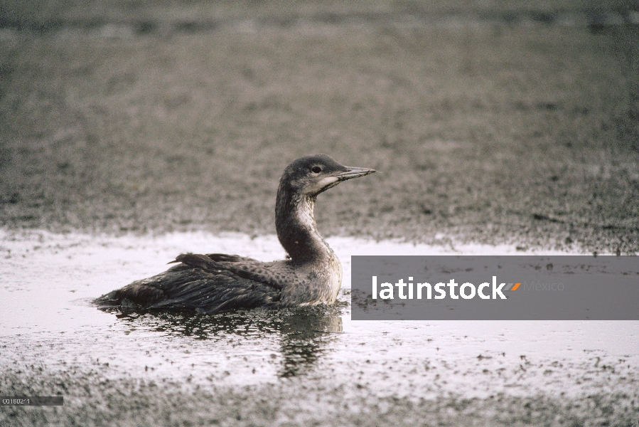 Común Loon (Gavia immer) juvenil queda alto y seco cuando el depósito se vacíe para irrigar campos d