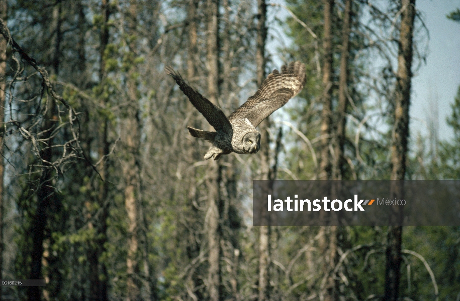 Gris cárabo (Strix nebulosa) volando, Idaho