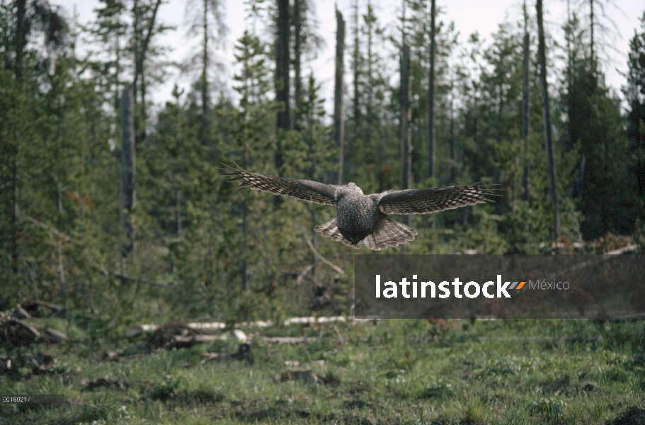 Gran buho gris (Strix nebulosa) adulto macho pouncing en un norte tuza (Thomomys talpoides), Idaho