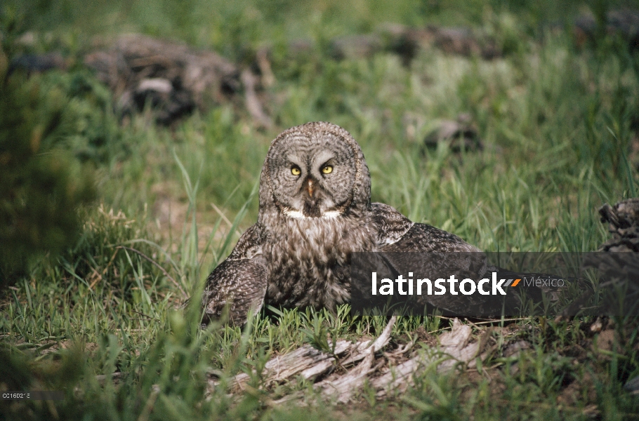 Gris cárabo (Strix nebulosa) en el suelo del bosque con capturado norte tuza (Thomomys talpoides) a 