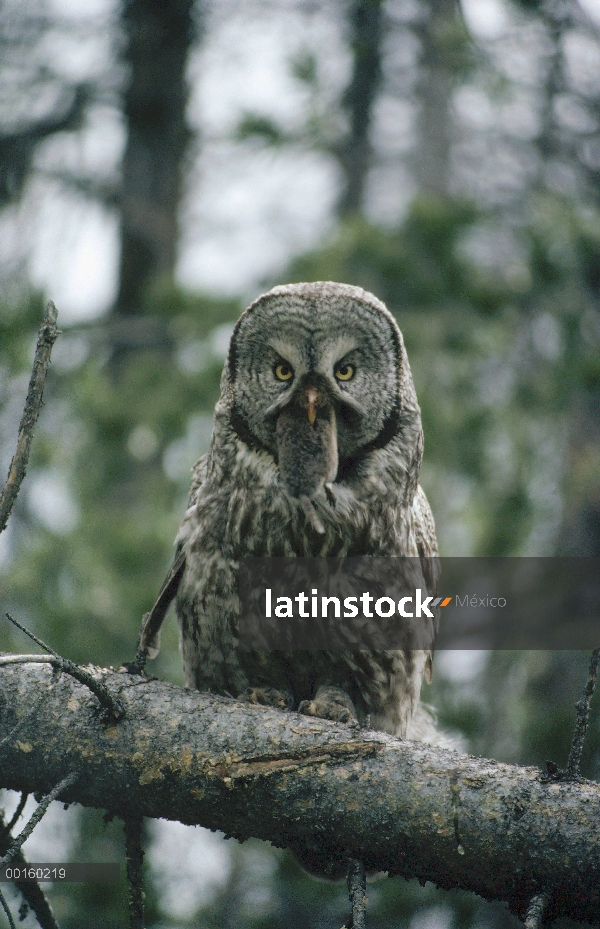 Gran hombre Gray Owl (Strix nebulosa) percha de árbol con capturado norte tuza (Thomomys talpoides) 