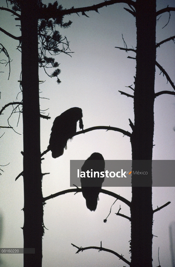 Gran par de Gray Owl (Strix nebulosa) Silueta de árbol con capturado norte tuza (Thomomys talpoides)