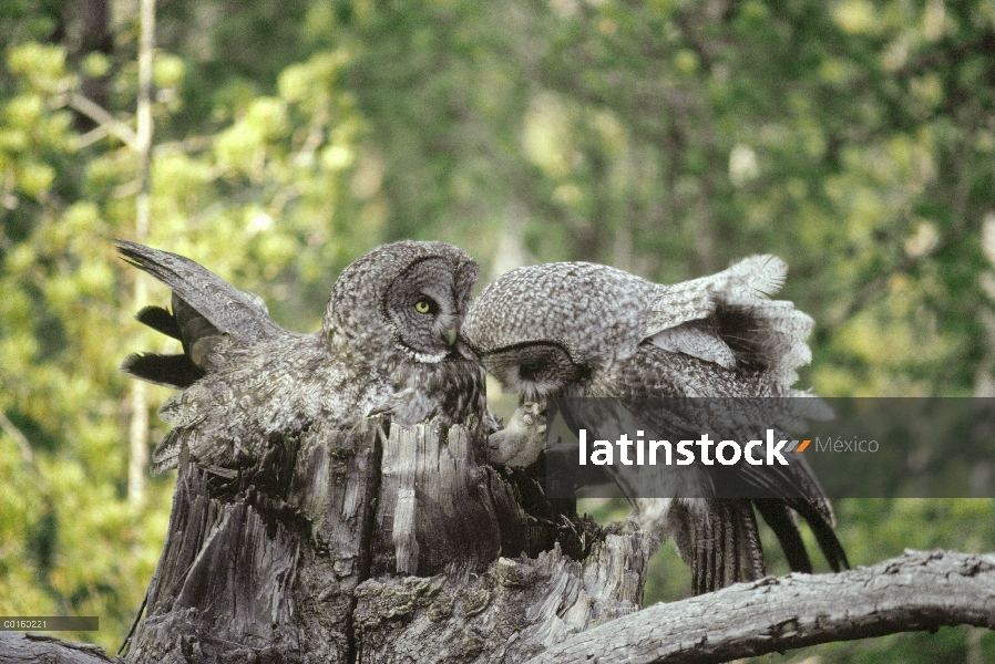 Gran buho gris (Strix nebulosa) pareja en el nido, el macho con norte tuza (Thomomys talpoides), Ida