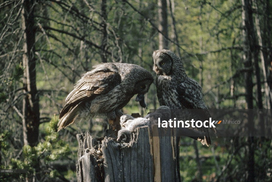 Gran mujer Gray Owl (Strix nebulosa) alimentación de roedores a los pollitos mientras relojes mascul