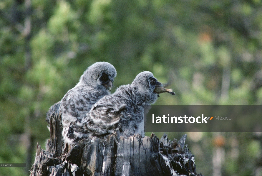 Gran pájaro joven Gray Owl (Strix nebulosa) tragando una ardilla como sus hermano relojes, Idaho