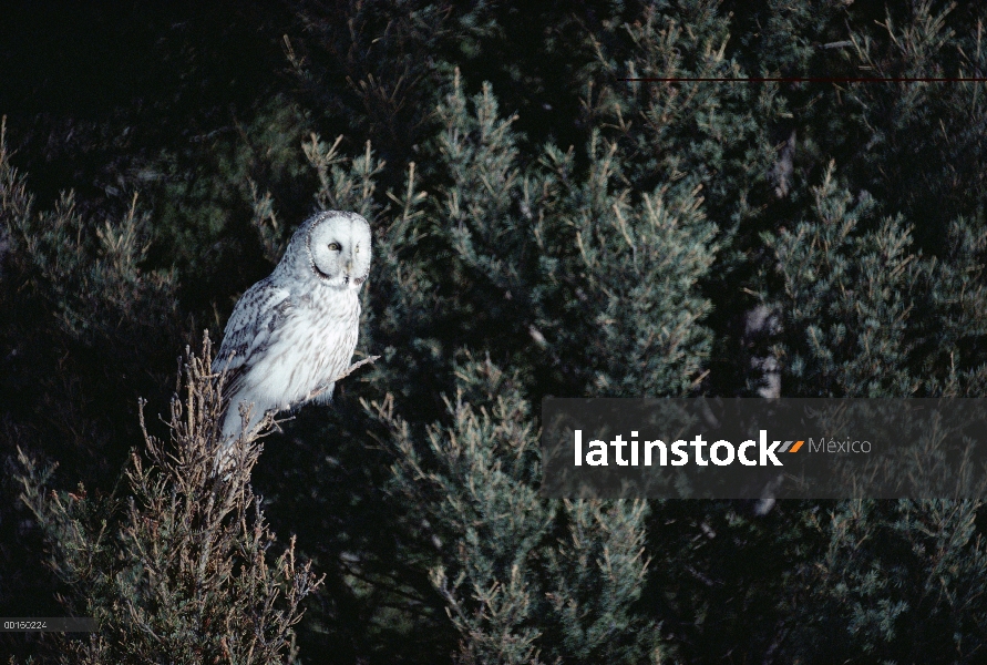 Búho gris (Strix nebulosa) en fase Rubio perchando en árbol, Idaho