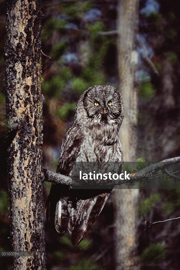 Gran adulto Gray Owl (Strix nebulosa) percha de árbol, Idaho