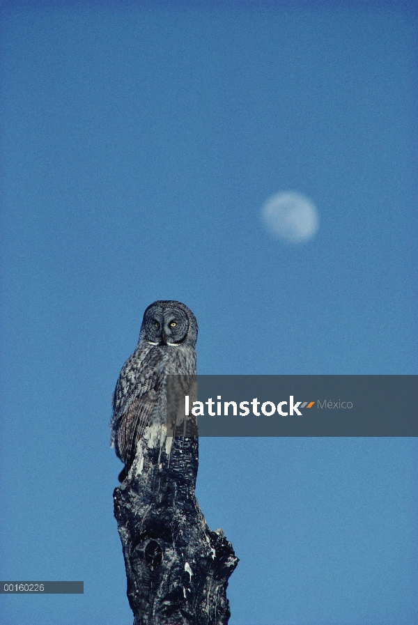 Gran adulto Gray Owl (Strix nebulosa) percha en una pega con la luna llena detrás, Idaho