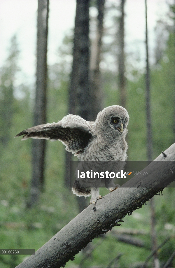 Gran pollo de cinco semana de edad Gray Owl (Strix nebulosa) trepa ramas caídas para posarse alto en